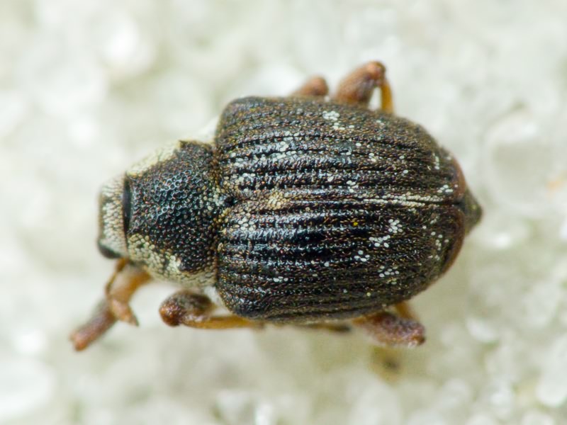 Pelenomus waltoni (Boheman, 1843)